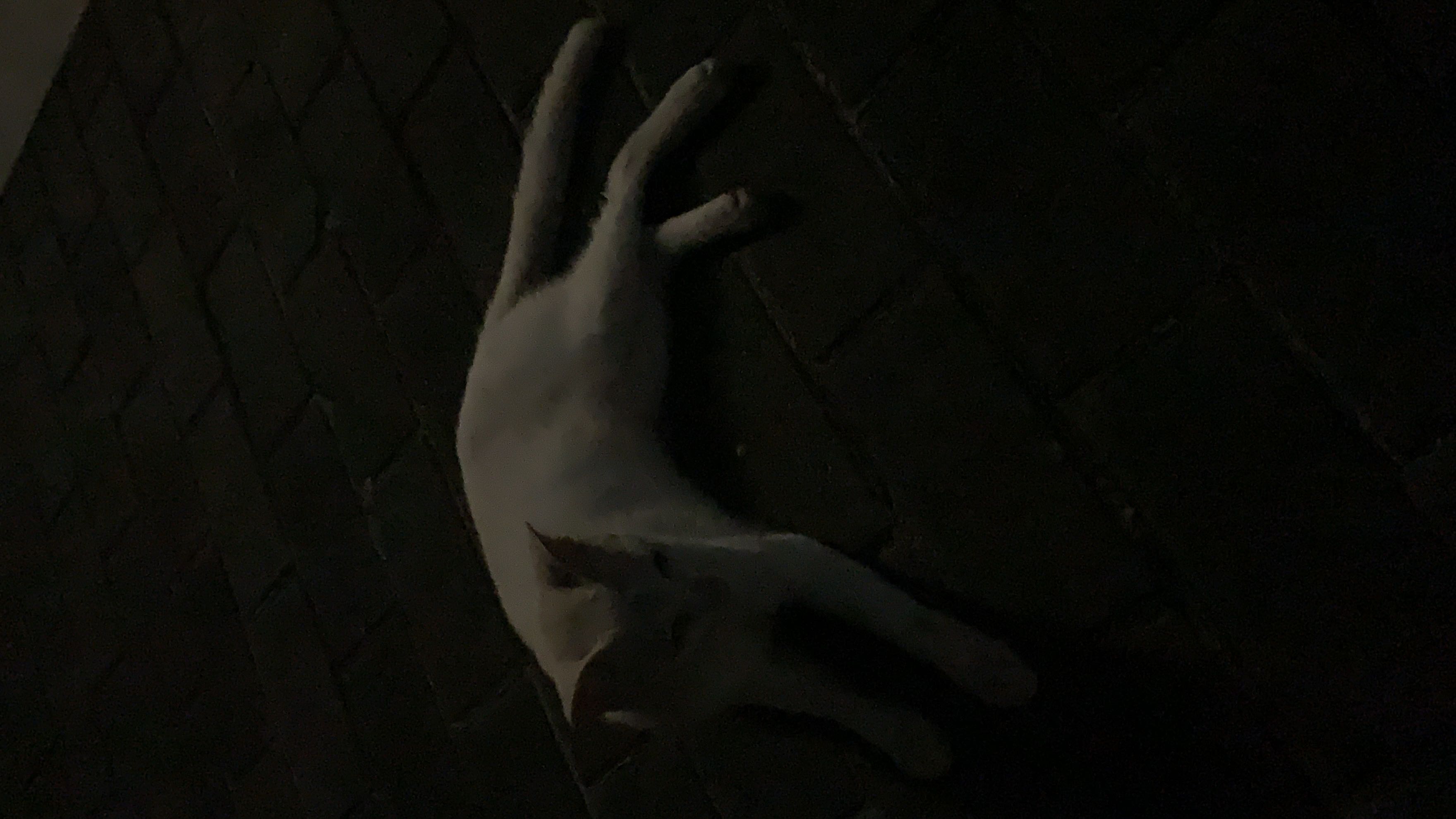 等待的野狼