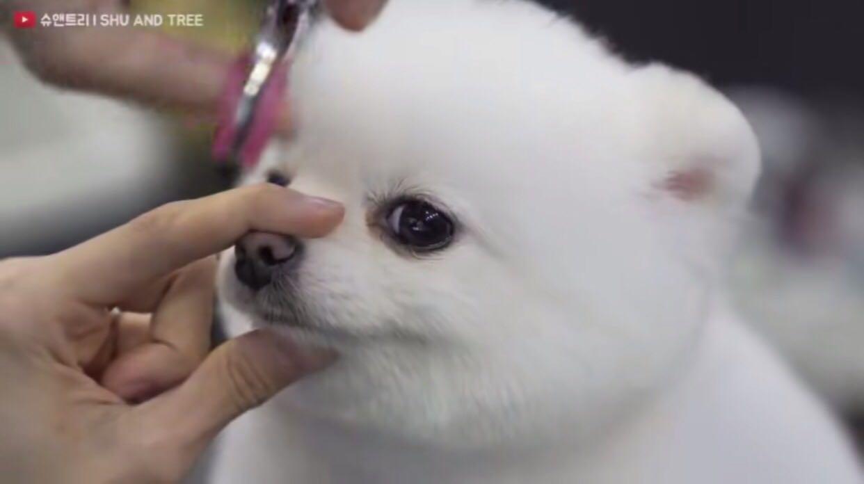 迅速的龙猫